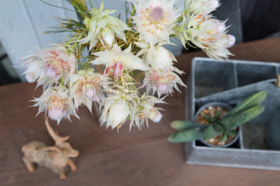 静物,sky plant,仅一朵花,自然,水平画幅,木制,无人,夏天,创造力,盘子