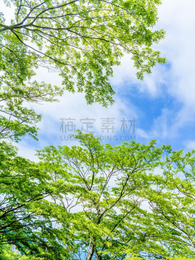 西,春侧金盏花,自然,垂直画幅,枝繁叶茂,木制,无人,健康,夏天,户外