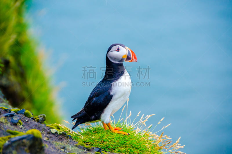 角嘴海雀,冰岛国,拉特拉尔角,法罗群岛,雷克雅未克,水,美,水平画幅,鸟类,大西洋