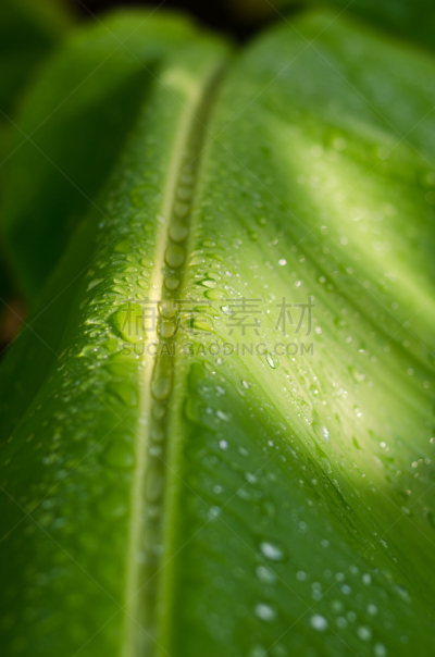 雨滴,香蕉叶,垂直画幅,枝繁叶茂,无人,湿,纯净,户外,特写,植物