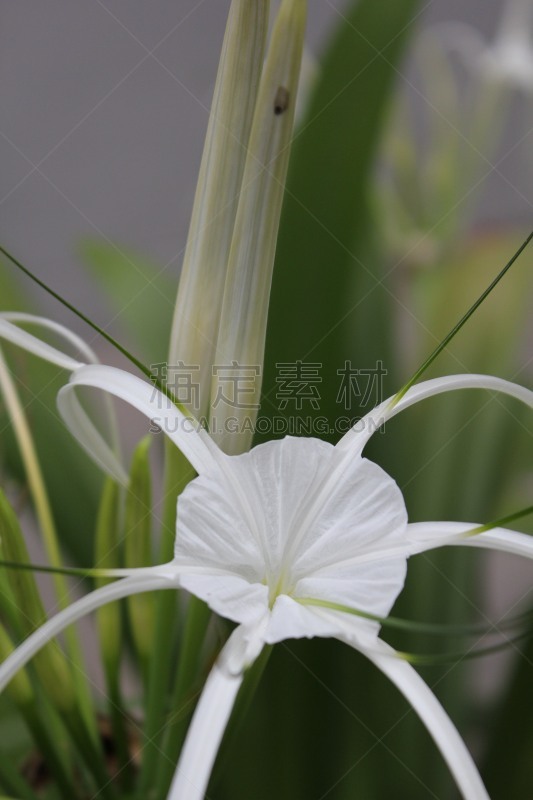 白色,蜘蛛,自然,垂直画幅,绿色,睡莲,无人,九头蛇沙参,户外,自然美