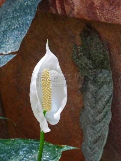 花烛属,肉穗花序,垂直画幅,绿色,雄蕊,无人,白色,植物,植物学,忍耐力