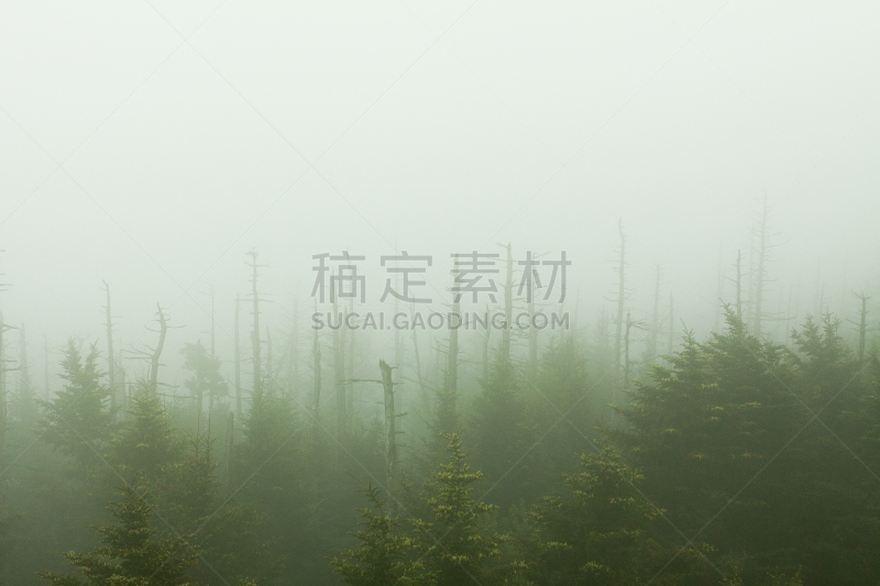 森林,雾,clingman's dome,田纳西,自然,天空,美国,水平画幅,地形,无人