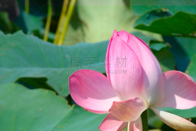 花蕾,荷花,水,美,水平画幅,无人,夏天,明亮,充满的,俄罗斯