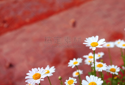 白色,一年生植物,雏菊,自然,水平画幅,绿色,无人,飞蓬属植物,夏天,户外