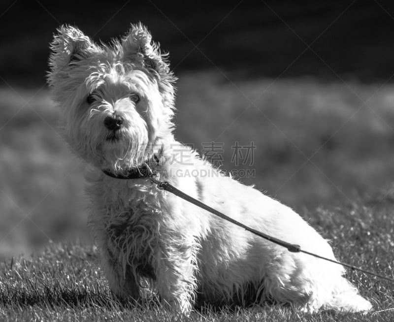 西高地白猎犬,狗,苏格兰粗毛猎狐犬,梗犬,苏格兰高地,苏格兰,水平画幅,无人,英国,摄影