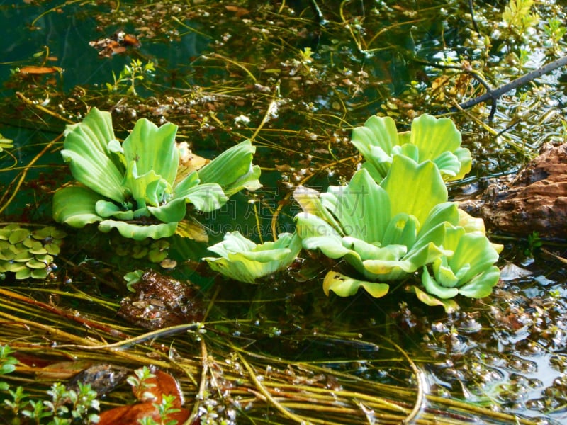 水浮莲,自然,植物,水生植物,水平画幅,无人,2015年,河流,户外,摄影