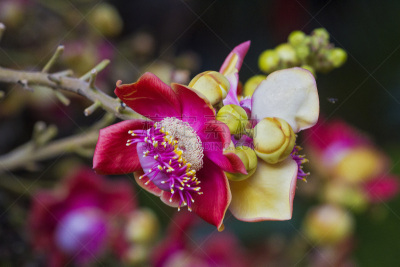 炮弹树,自然,南美,灵性,芳香的,水平画幅,无人,热带雨林,户外,泰国