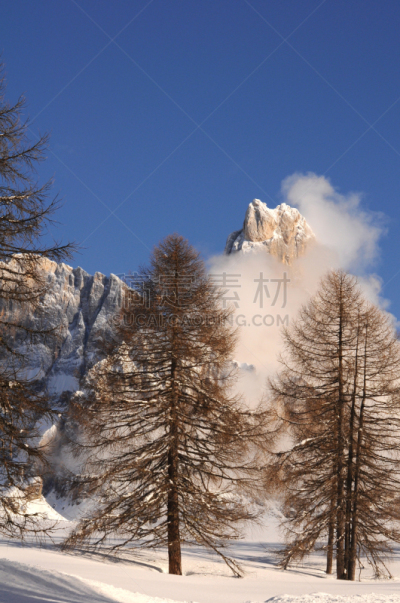 落叶松,意大利,特伦蒂诺,布希曼族,冬天,背景,组物体,黛安娜公主,柔和色,环境