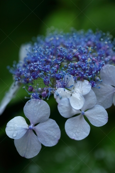八仙花属,垂直画幅,枝繁叶茂,夏天,光,仅一朵花,四季,白色,雨