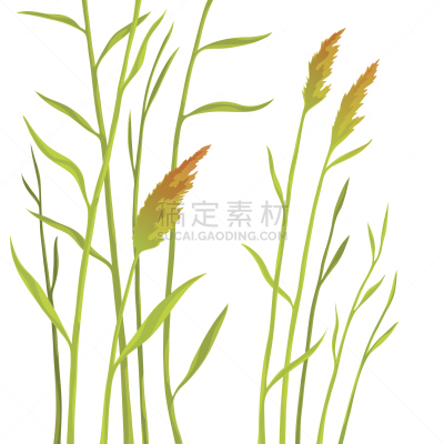 芦苇,分离着色,白色背景,长的,香蒲,草,春天,阴影,手杖,植物