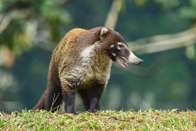 长鼻浣熊,动物,白色,可爱的,环尾狐猴,杂食动物,热带气候,野生动物,肖像,环境