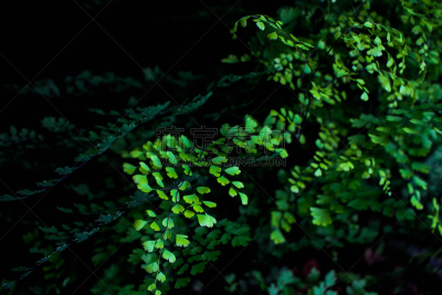 掌叶铁线蕨,水平画幅,无人,蕨类,摄影