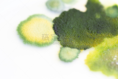 背景,真菌,大群动物,藻类,个性,皮氏培养皿,无人,微生物,生物学,微生物学
