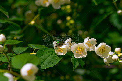 白色,茉莉,仅一朵花,美,水平画幅,夏天,户外,生物学,金属,特写
