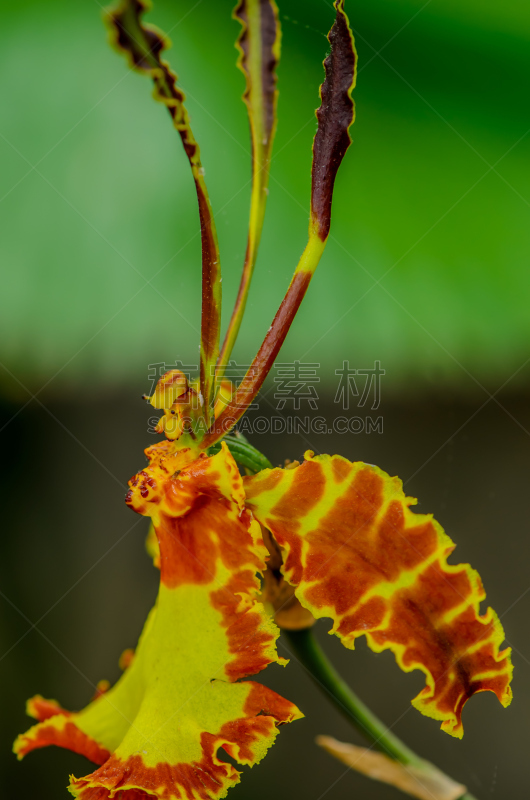 兰花,蝴蝶,文心兰,蝴蝶兰,垂直画幅,美,特写,仅一朵花,植物,热带气候