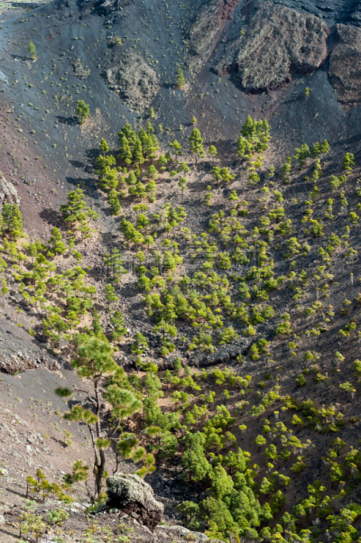 火山,火山口,圣安东尼奥,垂直画幅,群岛,帕尔马,枝繁叶茂,熔岩,无人,大西洋群岛