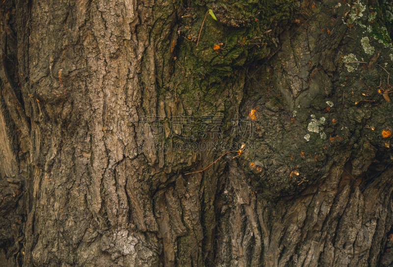 Вark of the tree. Ancient oak