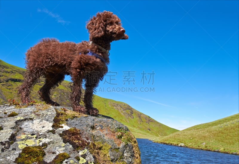 小型贵宾犬,贵宾犬,水,公园,褐色,休闲活动,水平画幅,进行中,夏天,户外