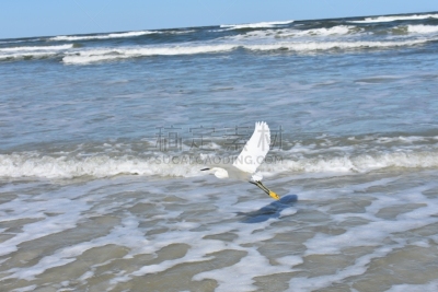 天空,海滩,太阳,苍鹭,白昼,蓝色,雪,大白鹭,水