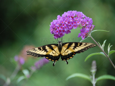 黄色尾凤蝶,醉鱼草,butterfly garden,凤尾蝶,水平画幅,蝴蝶,无人,人工饲养动物,摄影
