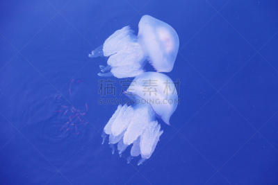 水母,紫纹水母,紫水母,蛇发女妖,水,天空,水平画幅,形状,水下,热带气候