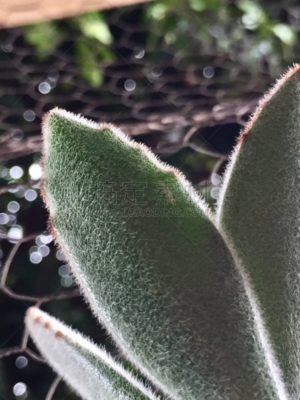 A textura incrível de 'pelagem' que se destaca nas folhas desta planta suculenta, com um lindo bokeh ao fundo.