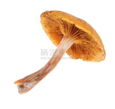 沿丝伞菇,分离着色,黄色,自然,水平画幅,小的,无人,蘑菇,生食,白色背景