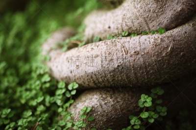 盆景,矮小植株,关闭的,根部,水平画幅,无人,古老的,泥土,特写,植物