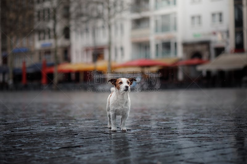 雨,狗,欧洲,城市,杰克拉瑟短腿犬,美,褐色,水平画幅,智慧,梗犬