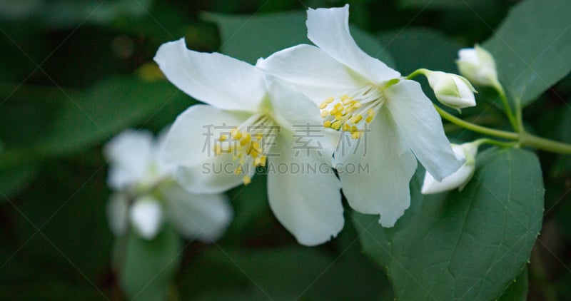 茉莉,春天,特写,美,新的,气候,芳香的,水平画幅,五月,优美