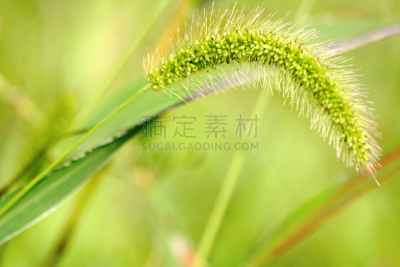绿色,骨针,水平画幅,匈牙利,无人,仅一朵花,树荫,明信片,花,弯曲