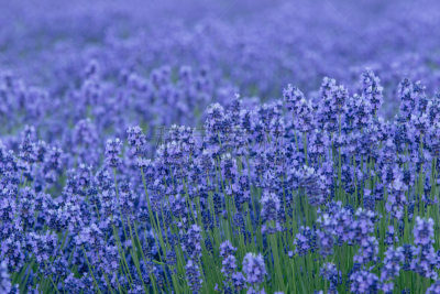 菜园,熏衣草,自然,水平画幅,富良野盆地,无人,日本,夏天,北海道,紫色