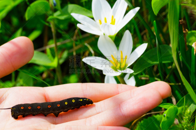 Black caterpillar with red spots in Japan