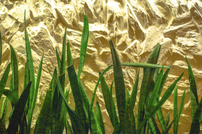 仙人掌,黄色,美,艺术,水平画幅,香草兰,夏天,特写,霓虹灯,植物