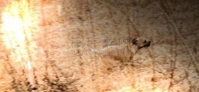 动物刷,水平画幅,捕猎行为,全景,白日梦,博德猎狐犬,狗,捕食,摄影,追击