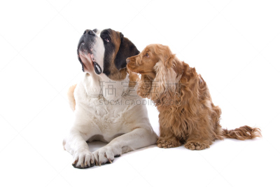圣伯纳犬,英国小猎犬,纯种犬,水平画幅,无人,两只动物,白色背景,坐在地上,背景分离,宠物