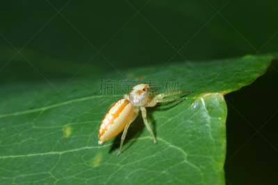 蜘蛛,撑杆跳杆,倾斜视角,环境保护,腿,动物腿,四肢,动物肢和翼,非洲人,人体