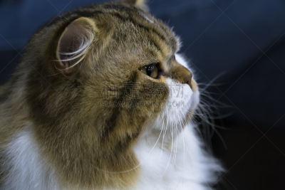 智慧,苏格兰,长毛猫,幽默,注视镜头,美,水平画幅,家庭生活,动物身体部位,俄罗斯