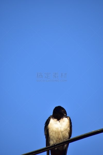 燕子,欧洲,电缆,自然,垂直画幅,野生动物,水平画幅,无人,蓝色,鸟类