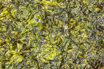 橄榄油,海藻,甲状腺机能减退,甲状腺,碘,海藻灰,水平画幅,纹理效果,素食,海产