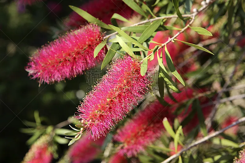 天花菜 粉色 自然 植物 水平画幅 无人 15年 桉树 花瓣 开花植物图片素材下载 稿定素材