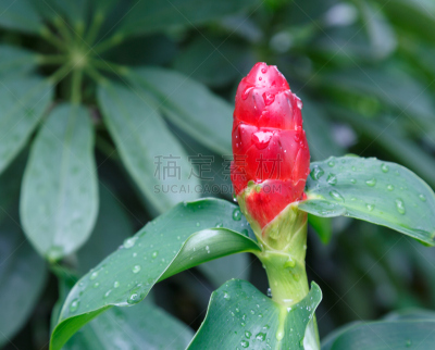 红色,Gingerlily,Costus,鸭跖草类植物,蛔虫,单子叶植物,水平画幅,无人,户外,针叶树