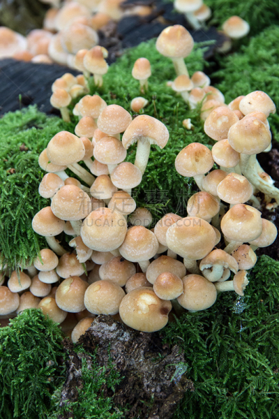 蘑菇,侧面视角,自然,垂直画幅,木制,秋天,无人,圆木,有毒生物体,苔藓