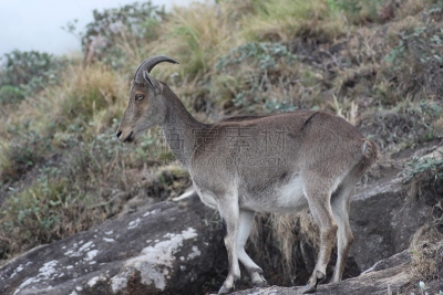 nilgiri tahr,野山羊,野生山羊,水平画幅,大角羊,动物身体部位,野外动物,威尔士山绵羊,塔尔羊,平原