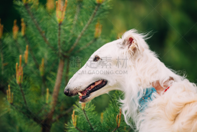 苏俄牧羊犬,狗,白俄罗斯鸡尾酒,视猎犬,爱尔兰猎狼犬,猎犬,美,公园,水平画幅,美人