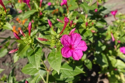 花蕾,粉色,健神露,美,公园,4点,水平画幅,枝繁叶茂,无人,晚樱科