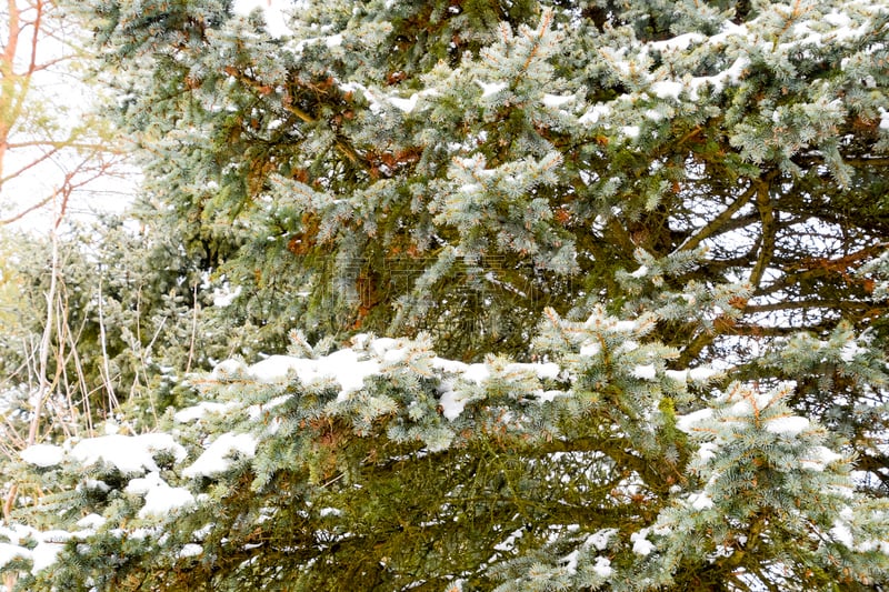 枝,云杉,雪,冬天,针叶林,有包装的,风,面神经,白色,松科