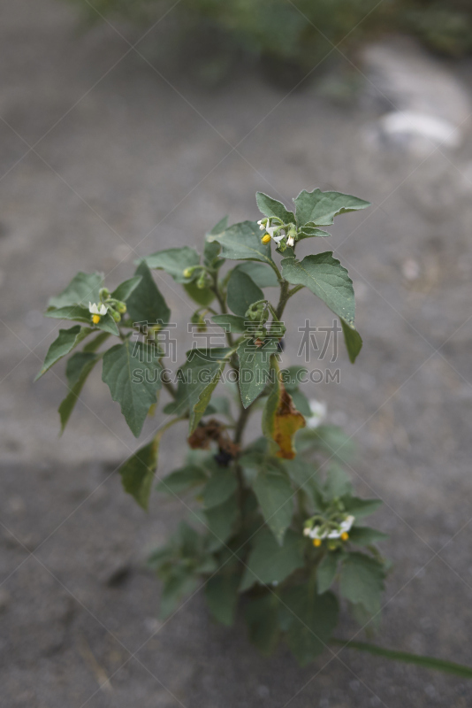 茄科植物,垂直画幅,夏天,户外,特写,明亮,医药职业,白色,植物,多年生植物