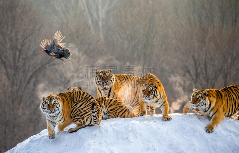 雪,中国,哈尔滨,西伯利亚虎,虎,公园,捕猎行为,阿穆尔豹,中等数量物体